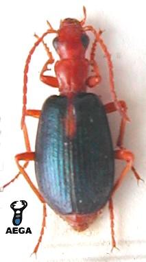 The Streaked Bombardier beetle, Brachinus scopeta, photographed by Valcarcel